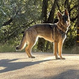 Girl 1 - female German Shepherd puppy in Oakland, Oregon from VHM German Shepherds