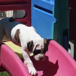 American Bulldog Puppies from Ferocia Kennels