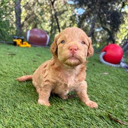 Flora - Apricot female Goldendoodle puppy in Brooksville, Florida from Abby’s Standard Goldendoodles