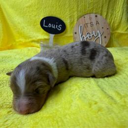 Louis - Red merle male Australian Shepherd puppy in Shepherdsville, Kentucky from Annie's Aussies