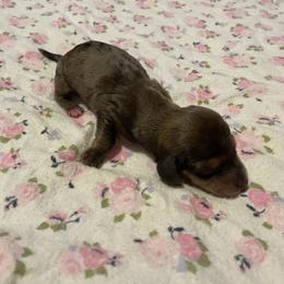 Dachshund Puppies from L & J Kennel