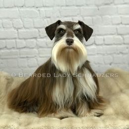 Winnie - Miniature Schnauzer