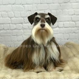 Winnie - Miniature Schnauzer