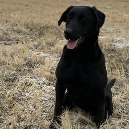 Danger - Labrador Retriever