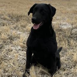 Danger - Labrador Retriever