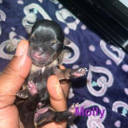Molly smallest female - Black and tan female Yorkipoo puppy in Gastonia, North Carolina from Precious pups dynasty kennel