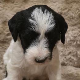 Joy - Parti female Labradoodle puppy in Churchill County Fallon, Nevada from Card Family Ranch