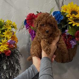 Kuma - Red  male Poodle puppy in Miami, Florida from Sakura Poodles