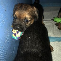 Border Terrier Puppies from Jessica’s Border Terriers