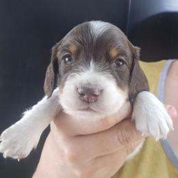 Bambi - Piebald male Dachshund puppy in Bigfork, Minnesota from Long Ears and Long Dogs Ranch