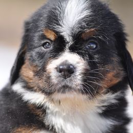 Bernese Mountain Dog, Golden Mountain Dog, and Golden Retriever Puppies from Grateful Bernese