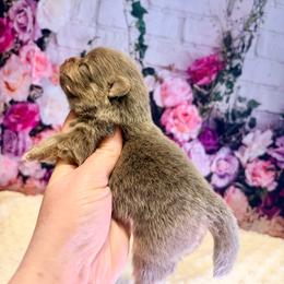 Lavender and tan - Blossom - Lavender female Pomeranian puppy in Maynardville, Tennessee from Knox Posh Poms