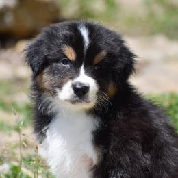 Pierre - Black tri-color male Australian Shepherd puppy in Easton, Missouri from MMA Kennel