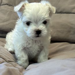 Maltese Puppies from Hops-a-Lot Maltese Ranch