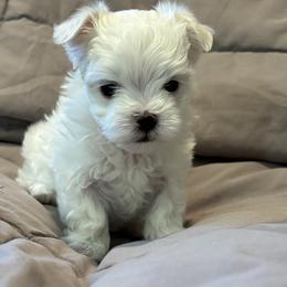 Maltese Puppies from Hops-a-Lot Maltese Ranch