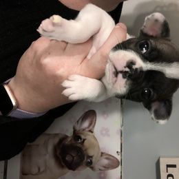 French Bulldog and Rottweiler Puppies from Starkhaus Rottweilers