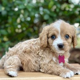 Fontina - Apricot female Cavapoo puppy in Palm Beach County, Florida from Benji’s Cockapoos