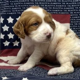 Holly girl 2 - White and orange female Brittany puppy in Floyd Knobs, Indiana from Cross Creek Brittanys