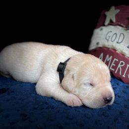 Labrador Retriever Puppies from Gochee Labs