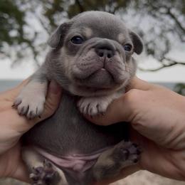 Lilac and Tan Boy - Tricolors male French Bulldog puppy in Gulf Breeze, Florida from SW Frenchies