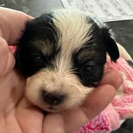 Mew - Black brown and white female Papillon puppy in Middleville, Michigan from Cheryl's Papillons
