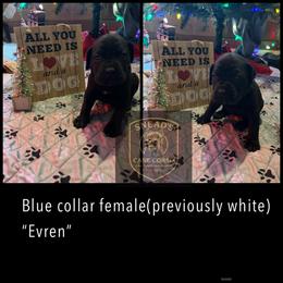 Evren - Black female Cane Corso puppy in Altoona, Alabama from Snead’s Cane Corso Kennel