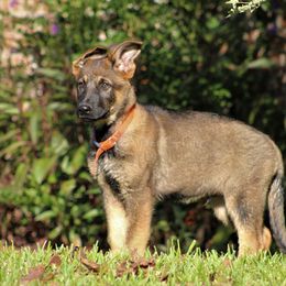 German Shepherd Puppies from Außer Gefahr German Shepherds