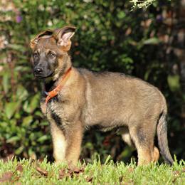 German Shepherd Puppies from Außer Gefahr German Shepherds