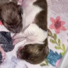 Steve - Brindle male Dachshund puppy in Hornbeck, Louisiana from A&Z Mini Dachshunds