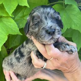 Gray collar - Merle male Goldendoodle puppy in Fairfield, California from Twin Sisters Doodles