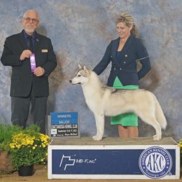 Swissy - Siberian Husky