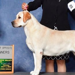 Rosie - Labrador Retriever