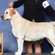 Rosie