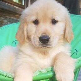 Golden Retrievers from Savannah Sunset Goldens