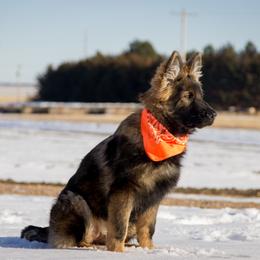 German Shepherd Puppies from Journey's German Shepherds (Kennel Vom Himmel)