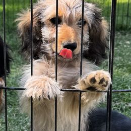 Boy 1 - Cream male Dachshund puppy in Collinston, Utah from RSP Mini Doxies