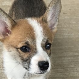 Pembroke Welsh Corgi Puppies from Indian Valley Corgies