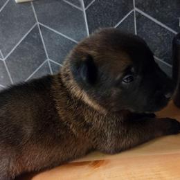 Grumpy - Fawn male Belgian Malinois puppy in Signal Mountain, Tennessee from Torgun Police Dogs