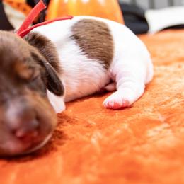 Red Collar - Red female Dachshund puppy in Washington from Devoted Doxies, Lorraine’s Yorkies