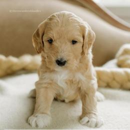 Cindy - Apricot female Goldendoodle puppy in Hiddenite, North Carolina from Rose and Reid Doodles