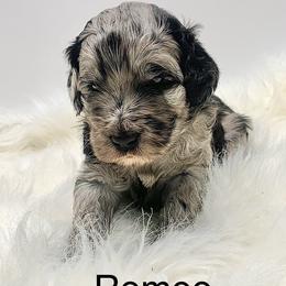 Romeo - Merle male Goldendoodle puppy in New Ringgold, Pennsylvania from Hawk Mountain Doodles