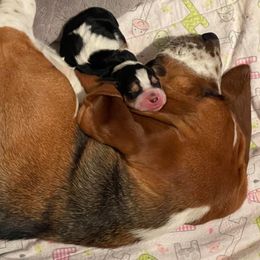 Basset Hound Puppies from Blessed Bassets