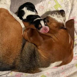 Basset Hound Puppies from Blessed Bassets