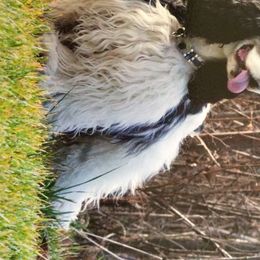 Cocker Spaniels from Dovecreek Cockers