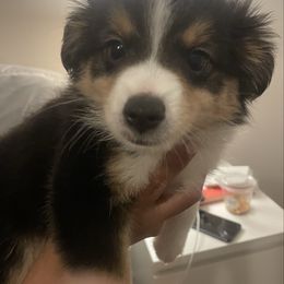 Boy 2 - Black tri male Toy Australian Shepherd puppy in Pelham, Alabama from Tails & Belles Dog Breeding
