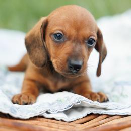 Ash - Red male Dachshund puppy in Auxvasse, Missouri from Above Par Kennels