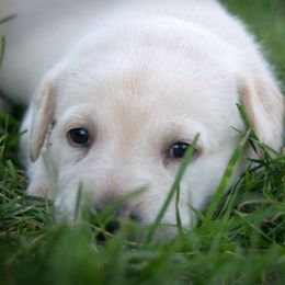 Princess Leia - Yellow Labrador Retriever puppy in Whitehall, Montana from Heart of Montana Labradors