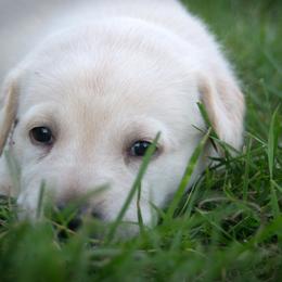 Princess Leia - Yellow Labrador Retriever puppy in Whitehall, Montana from Heart of Montana Labradors