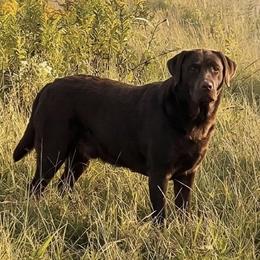 Angel - Labrador Retriever