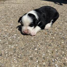 Oscar - Black tri male Miniature Australian Shepherd puppy in Marion, Michigan from Highland Hills Mini Aussies